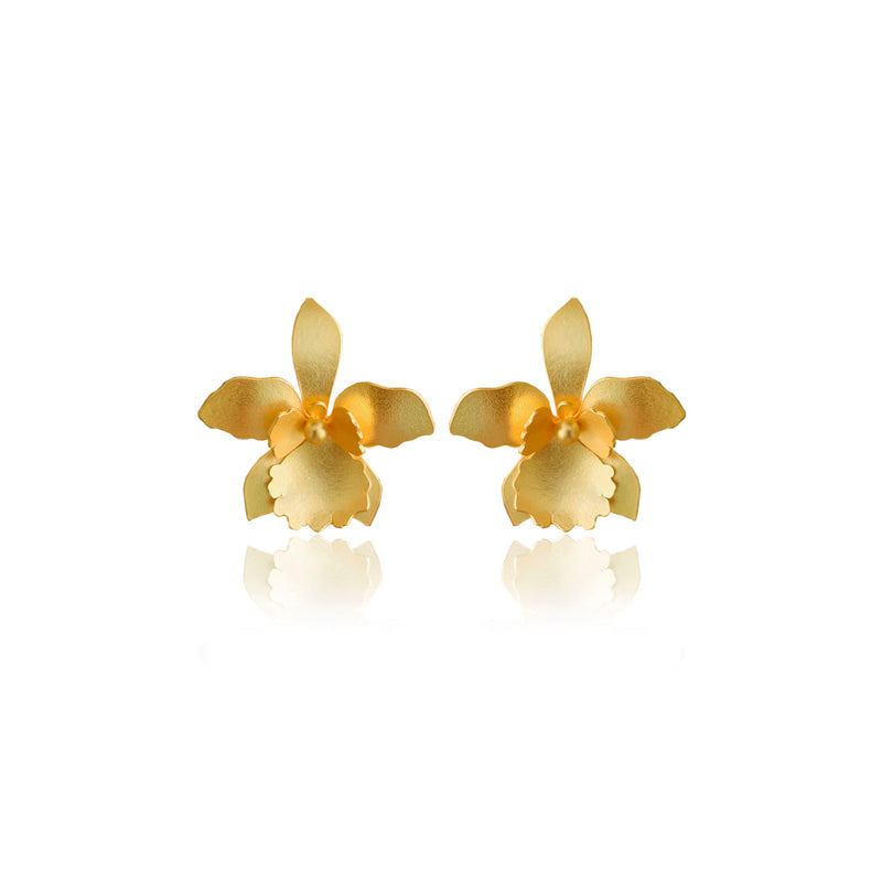 Aretes quadricolor medianos