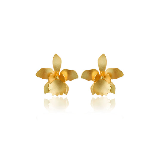 Aretes quadricolor medianos