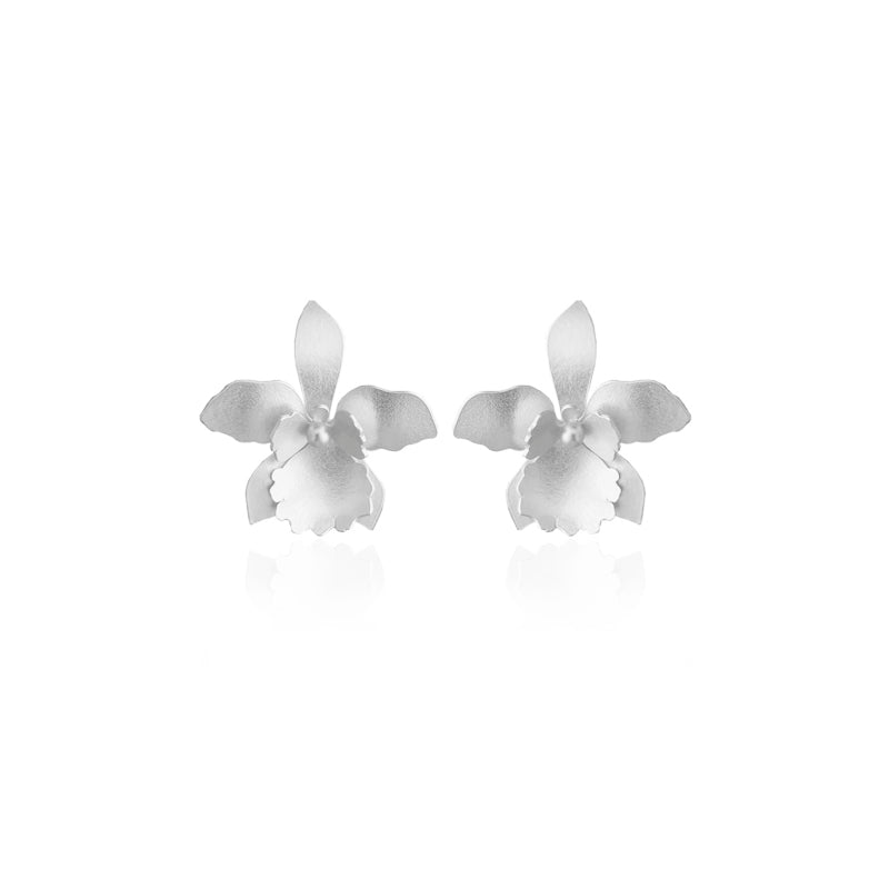 Aretes quadricolor medianos