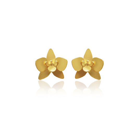 Aretes quadricolor mini