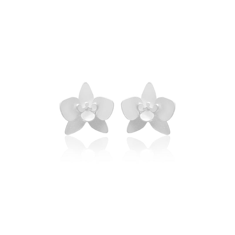 Aretes quadricolor mini